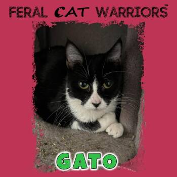 Domestic Short Hair Cats Available for Adoption - Gato | PetCurious