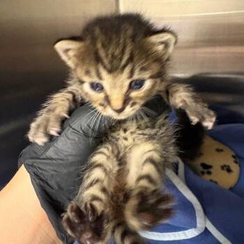Kitten #3 -  Domestic Short Hair Cat for Adoption in Keizer, Oregon - Kitten #3 | PetCurious