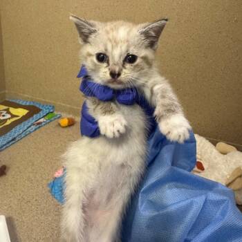 Mousse -  Domestic Short Hair Cat for Adoption in Pekin, Illinois - Mousse | PetCurious