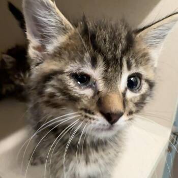 Thunder Tornado 1 -  Domestic Short Hair Cat for Adoption in Wheeling, Illinois - Thunder Tornado 1 | PetCurious