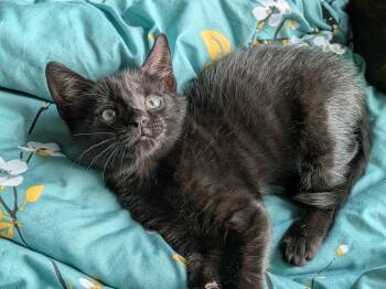 Mordecai -  Domestic Short Hair and Bombay Cat Available for Adoption in UNIVERSITY PA, Maryland - Mordecai | PetCurious