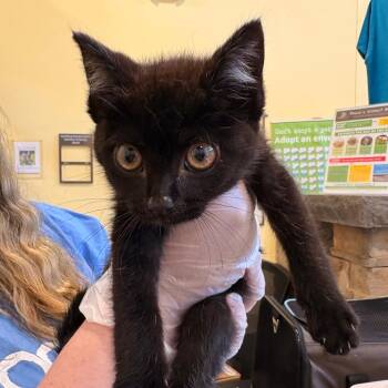 Uncle Fred -  Domestic Short Hair Cat for Adoption in Lynchburg, Virginia - Uncle Fred | PetCurious