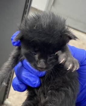 SALAD -  Domestic Short Hair Cat for Adoption in Dallas, Texas - SALAD | PetCurious