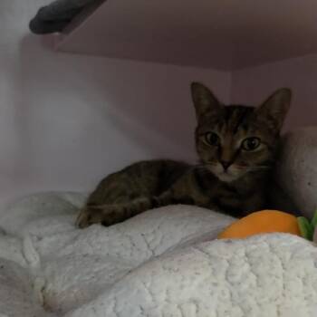 Almond (at Pounce Cafe) -  Domestic Short Hair Cat for Adoption in Charleston, South Carolina - Almond (at Pounce Cafe) | PetCurious
