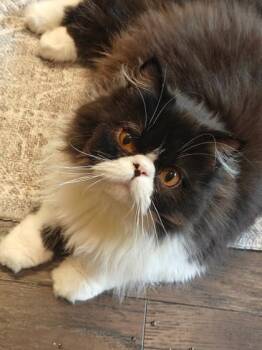 Gatito -  Persian Cat for Adoption in Fort Worth, Texas - Gatito | PetCurious
