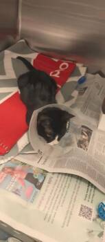 Sookie -  Domestic Short Hair Cat for Adoption in North Miami Beach, Florida - Sookie | PetCurious