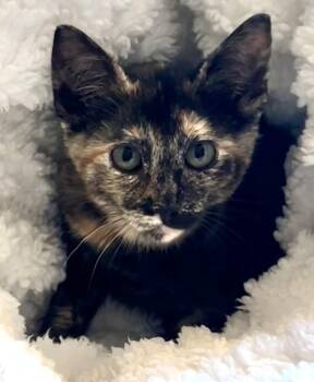 Kona -  Tortoiseshell Cat for Adoption in Bow, Washington - Kona | PetCurious