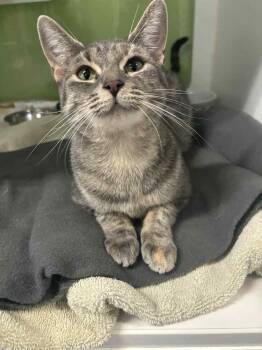 Rescue Domestic Short Hair Cats for Adoption in Muskegon, Michigan - Gain | PetCurious