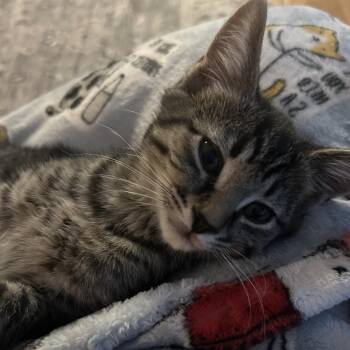 Buzzer -  Domestic Short Hair Cat Available for Adoption in Winston-salem, North Carolina - Buzzer | PetCurious