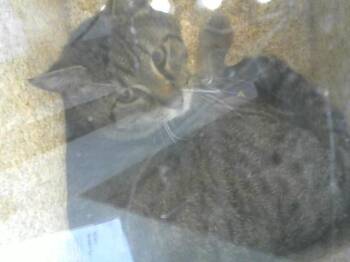 ELI -  Domestic Medium Hair Cat for Adoption in Loveland, Colorado - ELI | PetCurious
