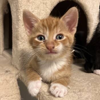 Rescue Domestic Short Hair Cats for Adoption in North Branford, Connecticut - 25-201 Scotch | PetCurious