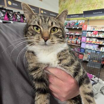 Domestic Short Hair Cats Available for Adoption - Yasmin | PetCurious