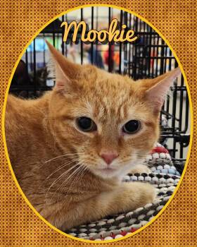 Mookie -  Domestic Short Hair Cat for Adoption in Franklin Township, New Jersey - Mookie | PetCurious