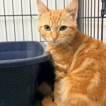 Rusty -  Domestic Short Hair Cat for Adoption in Hawthorne, California - Rusty | PetCurious