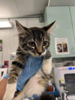 Rescue Domestic Short Hair Cats for Adoption in Woodland, California - A216641 | PetCurious