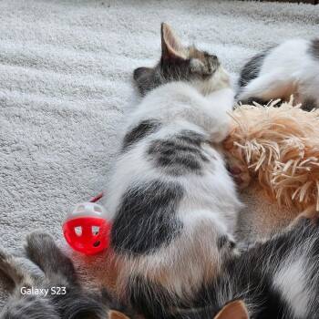 Spot -  Domestic Medium Hair Cat for Adoption in Webster, Texas - Spot | PetCurious