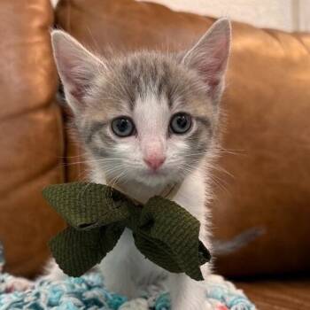 King Louie Royal -  Tabby and Domestic Short Hair Cat for Adoption in Friendswood, Texas - King Louie Royal | PetCurious