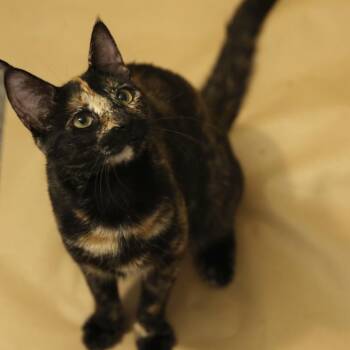 Suspiro -  Domestic Short Hair Cat for Adoption in Layton, Utah - Suspiro | PetCurious