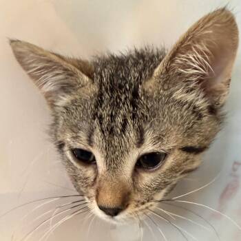 Ant -  Domestic Short Hair Cat for Adoption in Leander, Texas - Ant | PetCurious