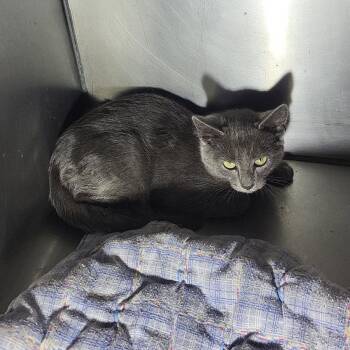 Silas -  Domestic Short Hair Cat for Adoption in Veneta, Oregon - Silas | PetCurious