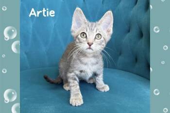 Domestic Short Hair Cats Available for Adoption in Tustin, California - ARTIE | PetCurious