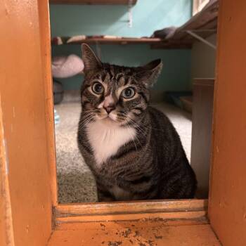 Domestic Short Hair Cats Available for Adoption in Fresno, California - Aspen | PetCurious