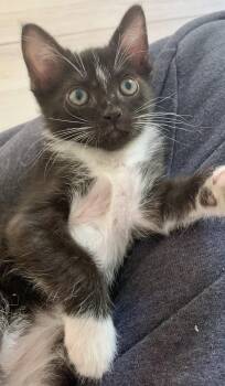 Domestic Short Hair Cats Available for Adoption in Zephyrhills, Florida - Wrigley (0426) | PetCurious