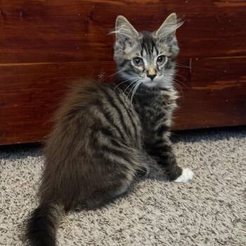 Belle -  Domestic Medium Hair Cat for Adoption in Johnson City, Tennessee - Belle | PetCurious