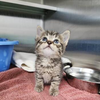 Fidget -  Domestic Short Hair Cat for Adoption in Dixon, Illinois - Fidget | PetCurious