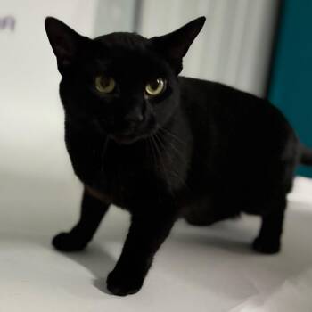 Mylee -  Domestic Short Hair Cat for Adoption in Shelbyville, Indiana - Mylee | PetCurious