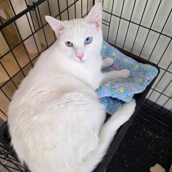 Goose -  Domestic Short Hair Cat for Adoption in Las Vegas, Nevada - Goose | PetCurious