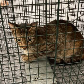 Cheeseboro -  Domestic Short Hair Cat for Adoption in Montgomery, Alabama - Cheeseboro | PetCurious