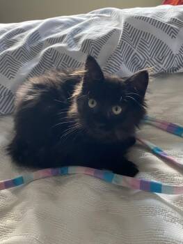 Rescue Domestic Medium Hair Cats for Adoption - Penny | PetCurious