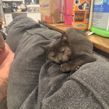 Churro -  Domestic Short Hair Cat for Adoption in Moorestown, New Jersey - Churro | PetCurious