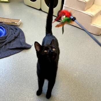 Croissant -  Domestic Short Hair Cat for Adoption in West Palm Beach, Florida - Croissant | PetCurious