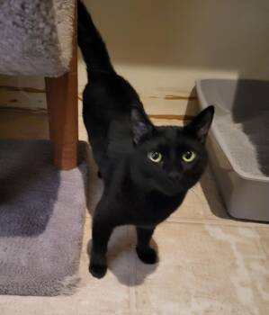 Rescue Domestic Short Hair Cats for Adoption in Lodi, California - Noah | PetCurious