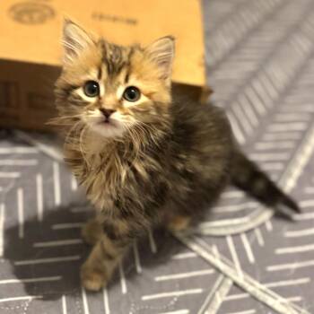 Domestic Long Hair Cats Available for Adoption - Trilby | PetCurious