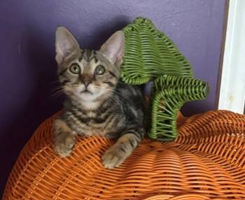 Anchor -  Domestic Short Hair Cat for Adoption in Morgantown, West Virginia - Anchor | PetCurious