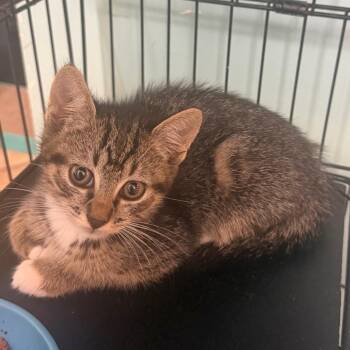 Jacob -  Domestic Short Hair Cat for Adoption in Hudson, New York - Jacob | PetCurious