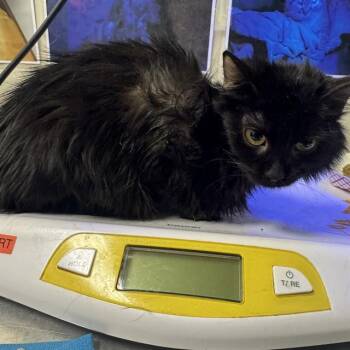 ALICE -  Domestic Long Hair Cat for Adoption in Pueblo, Colorado - ALICE | PetCurious