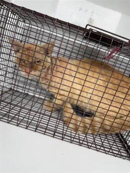 Domestic Short Hair Cats Available for Adoption in Houston, Texas - A655453 | PetCurious