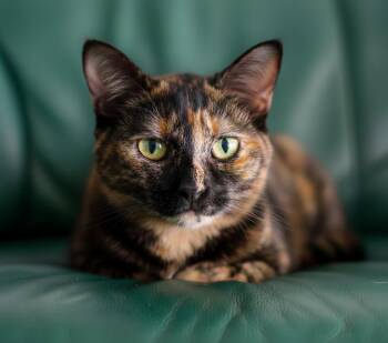Domestic Short Hair Cats Available for Adoption - Daisy | PetCurious