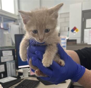 Domestic Short Hair Cats Available for Adoption in Dallas, Texas - SEASHELL | PetCurious