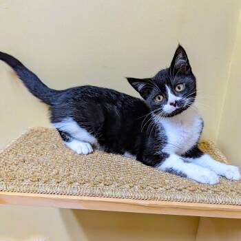 Pumpernickle -  Domestic Short Hair Cat for Adoption in Accident, Maryland - Pumpernickle | PetCurious