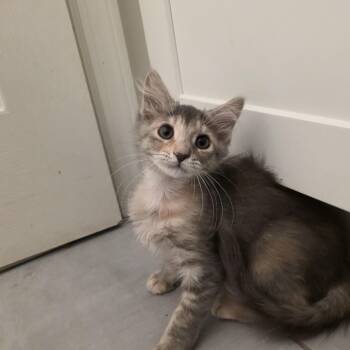 Zoraya -  Domestic Medium Hair and Maine Coon Cat for Adoption in Mastic, New York - Zoraya | PetCurious