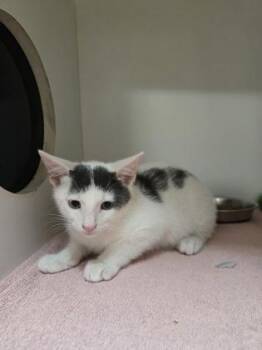 Purrdarius -  Domestic Short Hair Cat for Adoption in Savannah, Georgia - Purrdarius | PetCurious