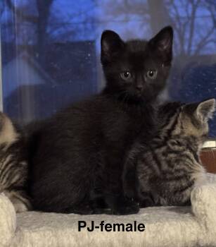 Domestic Medium Hair Cats Available for Adoption - PJ | PetCurious
