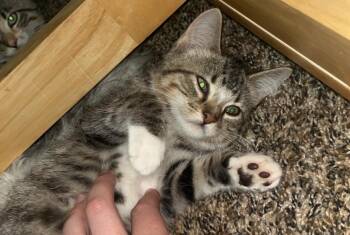 Popcorn -  Domestic Short Hair Cat for Adoption in Omaha, Nebraska - Popcorn | PetCurious