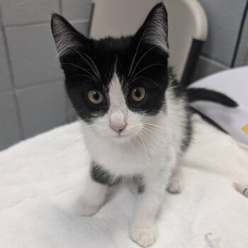 Lover Boy -  Domestic Short Hair Cat for Adoption in West Olive, Michigan - Lover Boy | PetCurious