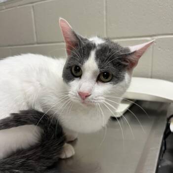 Amelia -  Domestic Short Hair Cat for Adoption in Bristol, Indiana - Amelia | PetCurious